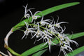 Dendrobium wassellii