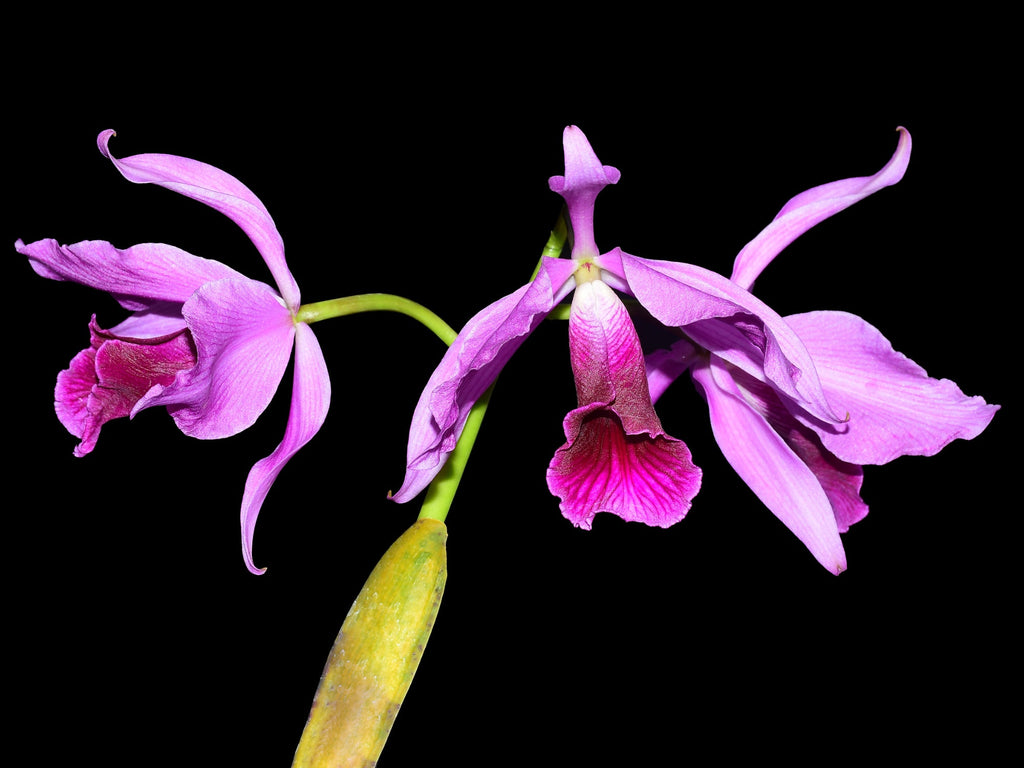 Cattleya purpurata Flamea